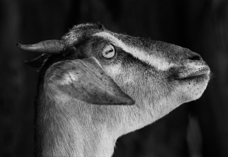 12_goat.portrait.blackandwhite.bastar.india.jpg